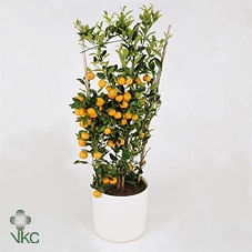 Citrus Limon stam veel gele vruchten