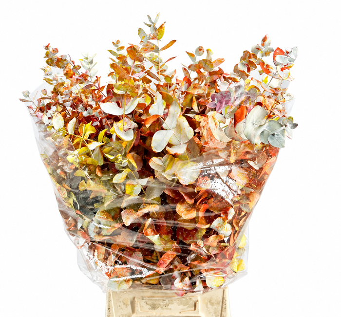 <h4>Euc. Cinerea Painted $Premium Monet</h4>