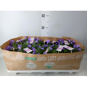 Campanula porten. 'Ambella Lavende'