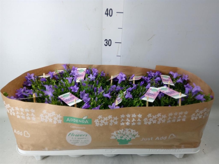 <h4>Campanula porten. 'Ambella Lavende'</h4>