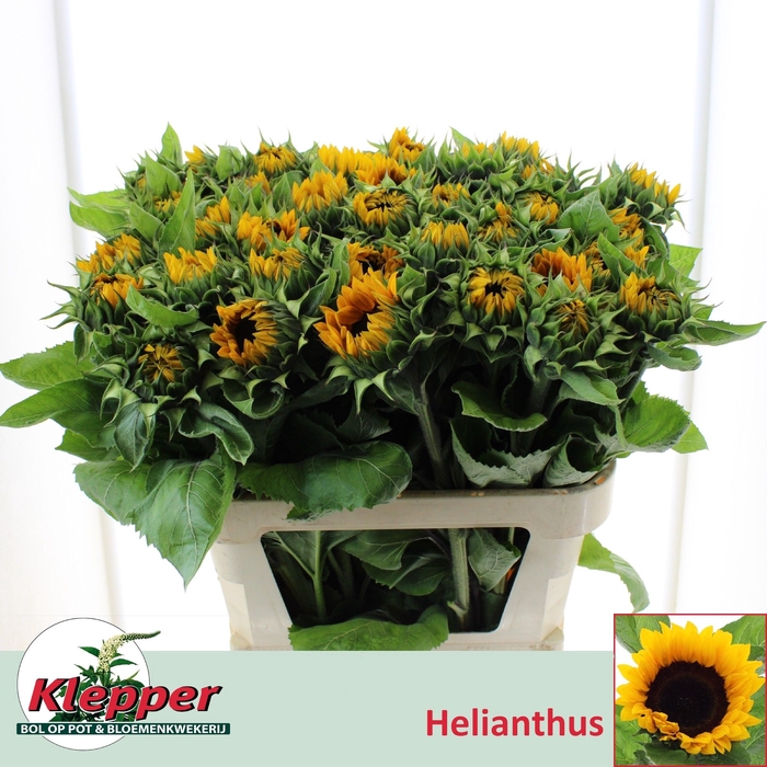 <h4>Heli Sunrich Orange Klepper</h4>