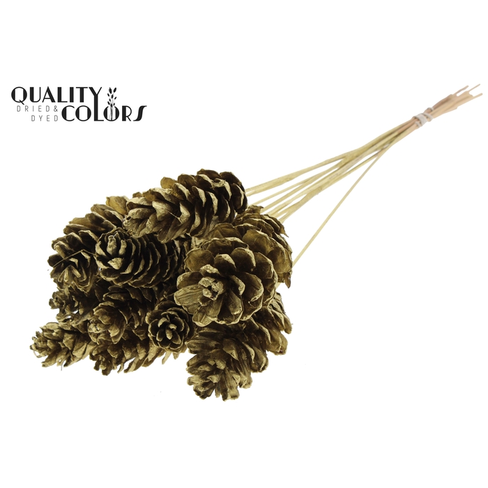 <h4>Strobus 10-15cm on stem Gold</h4>