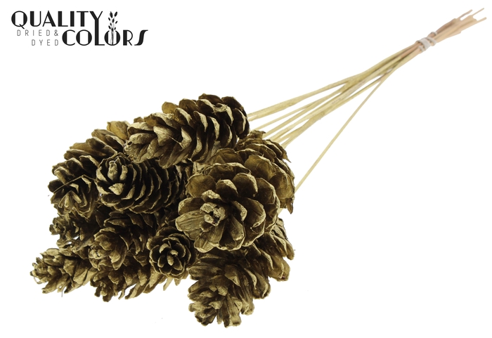 Strobus 10-15cm on stem Gold