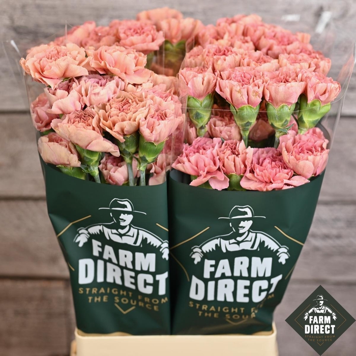 <h4>DI ST TERRA ROSE</h4>