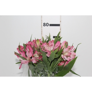 ALSTROEMERIA PAMELA 080 CM
