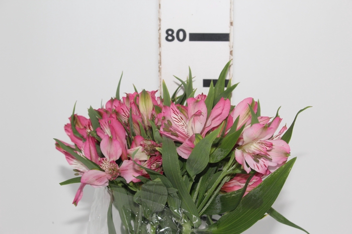 <h4>ALSTROEMERIA PAMELA 080 CM</h4>