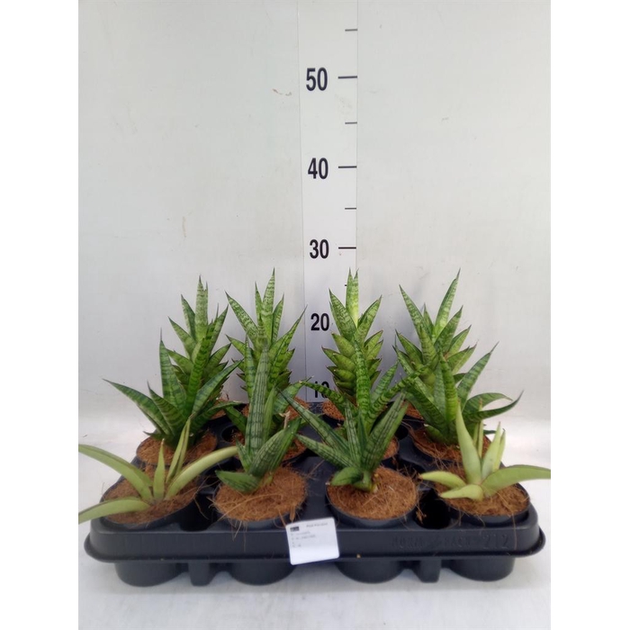 <h4>Sansevieria cyl. ...</h4>