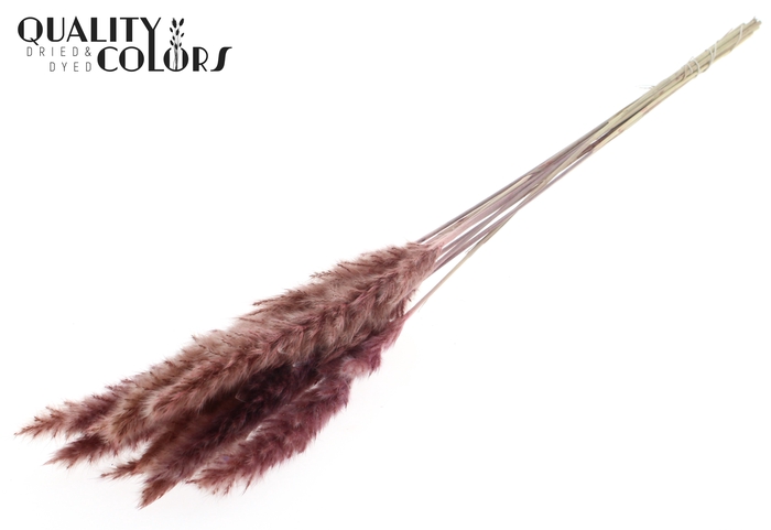 Fluffy Pampas 10pc/bunch Pink