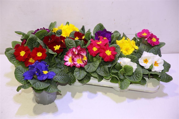 <h4>arr8 Prim Ac Gem</h4>