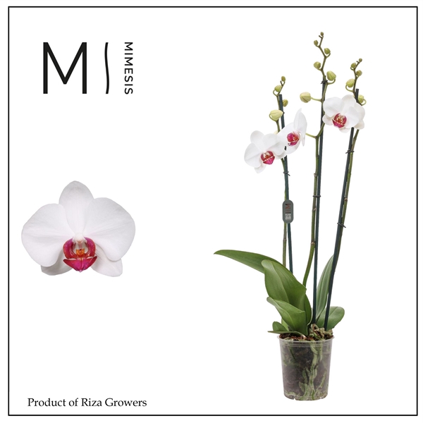 <h4>Mimesis Phal. Red Eye - 3 spike 12cm</h4>