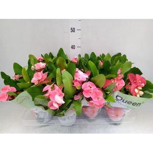 Euphorbia milii 'Charlotte'