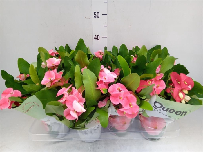 <h4>Euphorbia milii 'Charlotte'</h4>