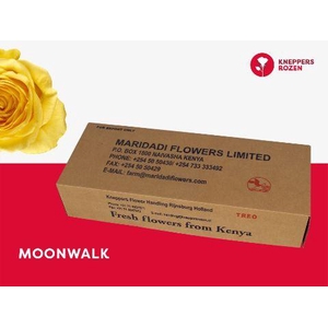 R GR MOONWALK 50 (YOUNG)
