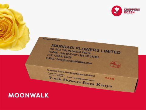 <h4>R GR MOONWALK 60 (YOUNG)</h4>