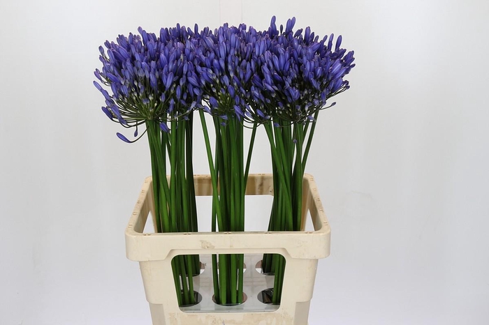 <h4>Agapanthus Uri</h4>