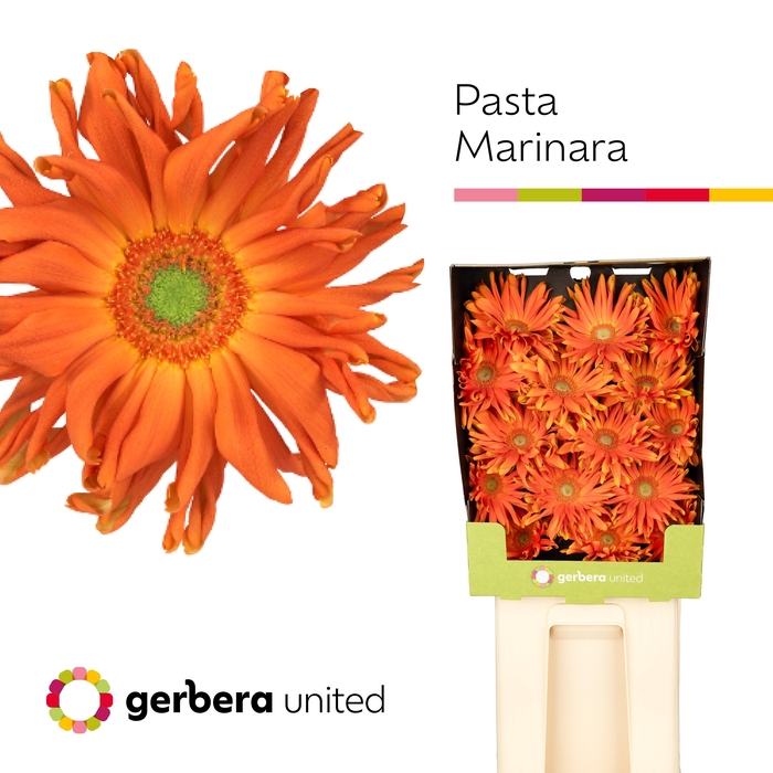 <h4>Gerbera Pasta Marinara Diamond</h4>