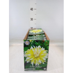 Dahlia   ...flowerbulbs