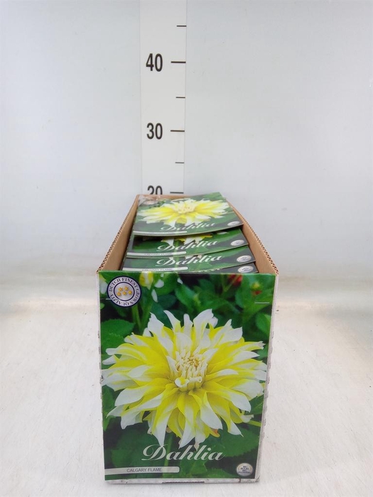 <h4>Dahlia   ...flowerbulbs</h4>