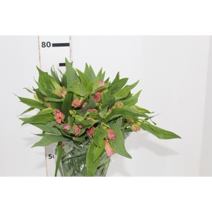 ALSTROEMERIA PRIMADONNA 080 CM