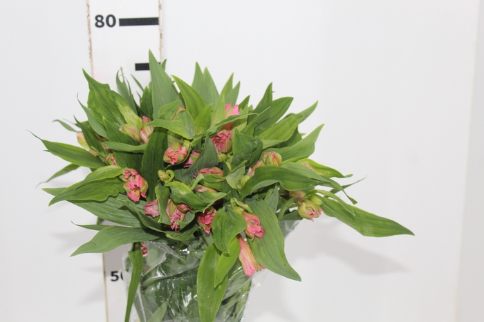 <h4>ALSTROEMERIA PRIMADONNA 080 CM</h4>