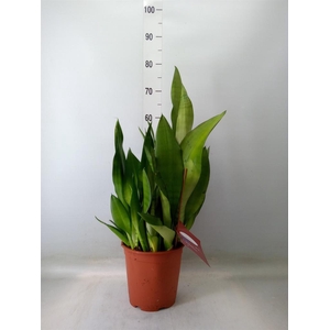 Sansevieria trifa. 'Moonshine'