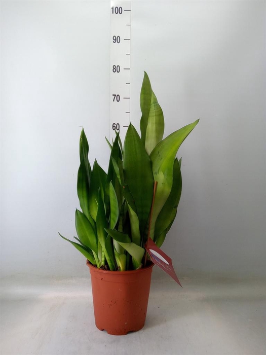 <h4>Sansevieria trifa. 'Moonshine'</h4>