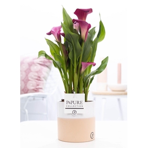 Zantedeschia pink in P&PURE Rosy ceramics