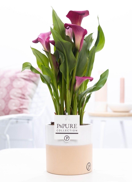 <h4>Zantedeschia pink in P&PURE Rosy ceramics</h4>