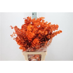 Euca Stuartiana Stabilizzata Orange