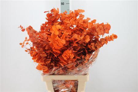<h4>Euca Stuartiana Stabilizzata Orange</h4>