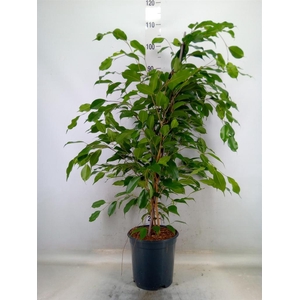 Ficus benja. 'Exotica'