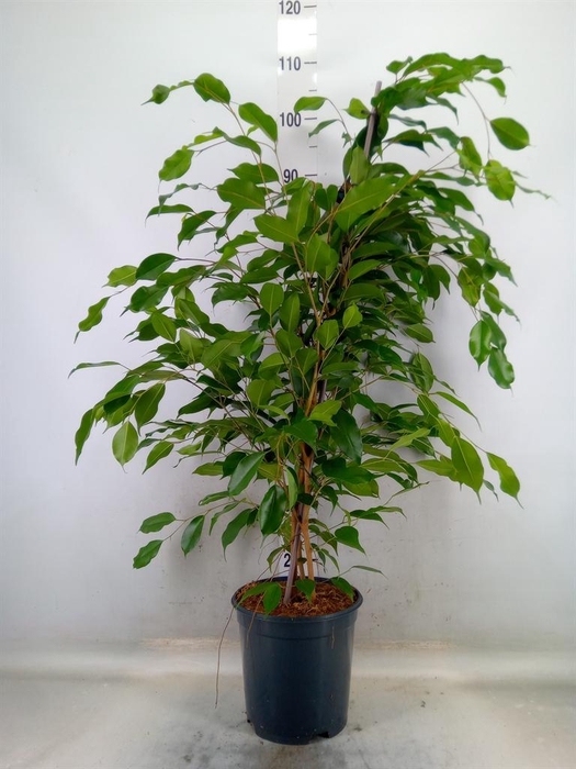 <h4>Ficus benja. 'Exotica'</h4>