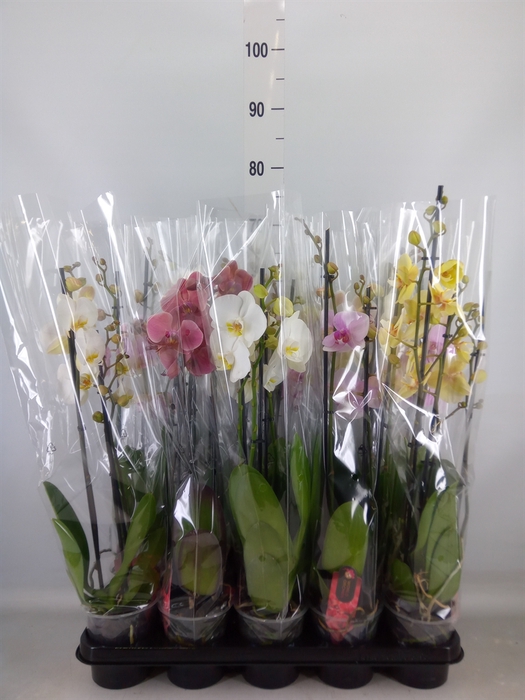 <h4>Phalaenopsis   ...mix</h4>