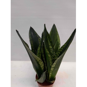SANSEVIERIA TRIFASCIATA