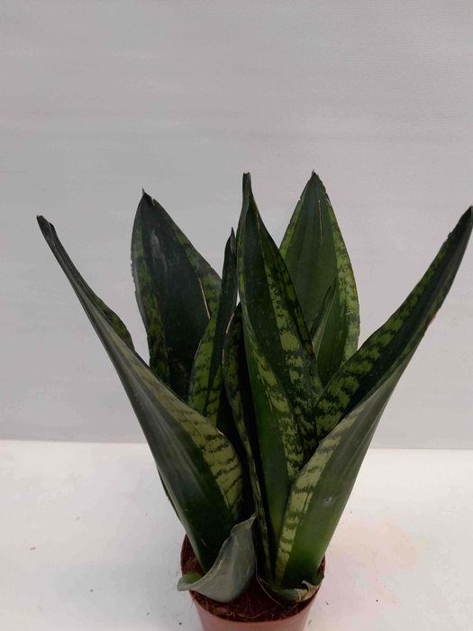 <h4>SANSEVIERIA TRIFASCIATA</h4>