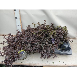 AJUGA FF N NIGHTINGA