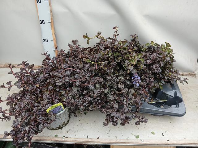 <h4>AJUGA FF N NIGHTINGA</h4>