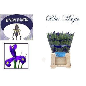 IRIS BLUE MAGIC