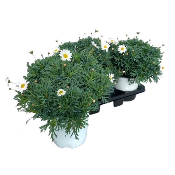 Argyranthemum frutescens