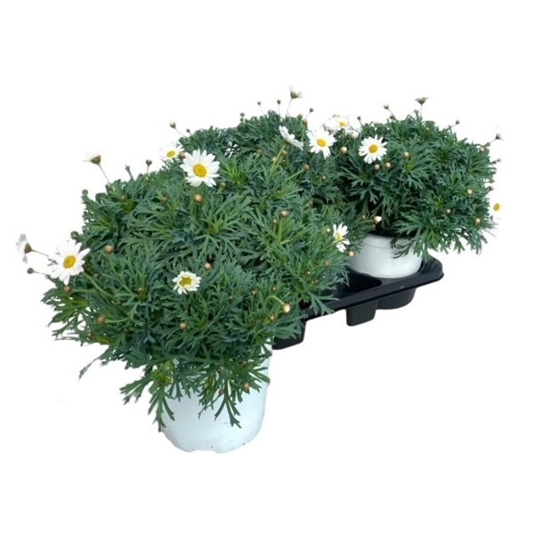 <h4>Argyranthemum Frutescens "struik" - WIT</h4>