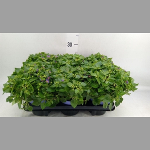 Exacum affine 'Blue Star'