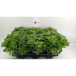 Exacum affine 'Blue Star'