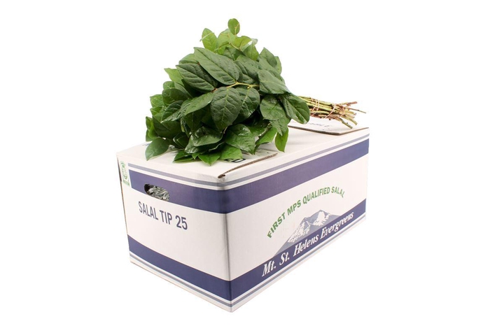 <h4>Salal Tip Blauw X25</h4>