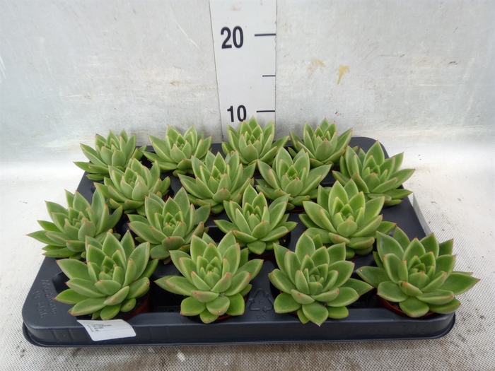 <h4>Echeveria  'Miranda'</h4>