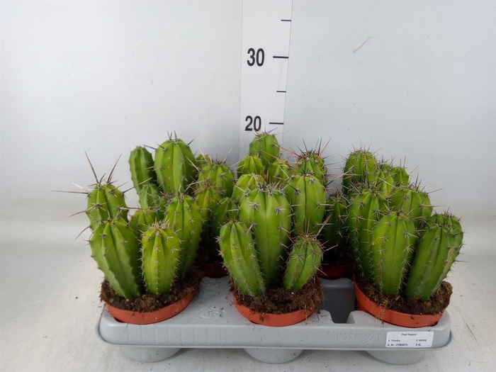 <h4>Polaskia chichipe</h4>