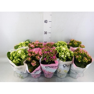Kalanchoe blos.   ..rosebud mix GR