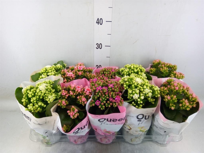 <h4>Kalanchoe blos.   ..rosebud mix GR</h4>