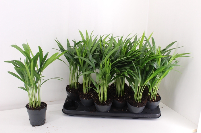 <h4>DYPSIS LUTESCENS</h4>