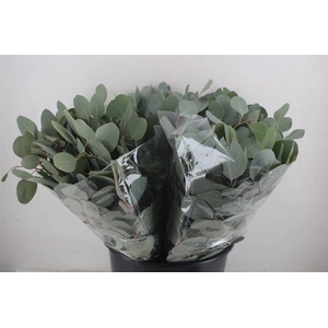 Euca Populus Short 150gr P Bunch