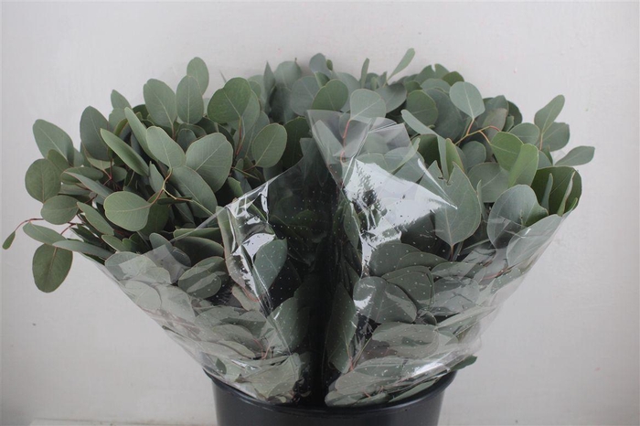 <h4>Euca Populus Short 150gr P Bunch</h4>